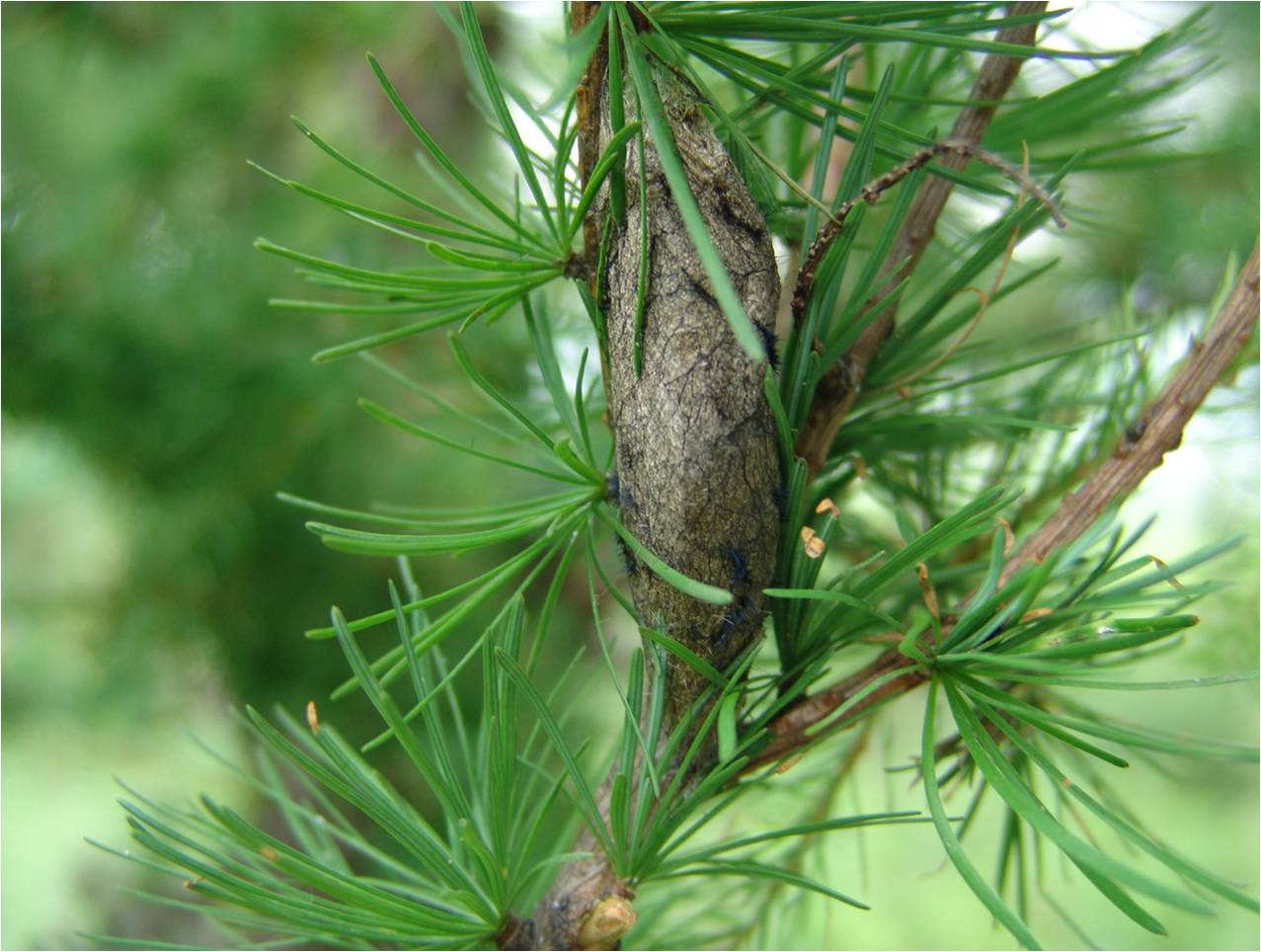 dendrolimus superans(butler)