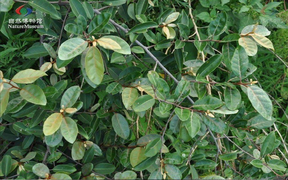 是胡颓子科胡颓子属的攀援灌木.