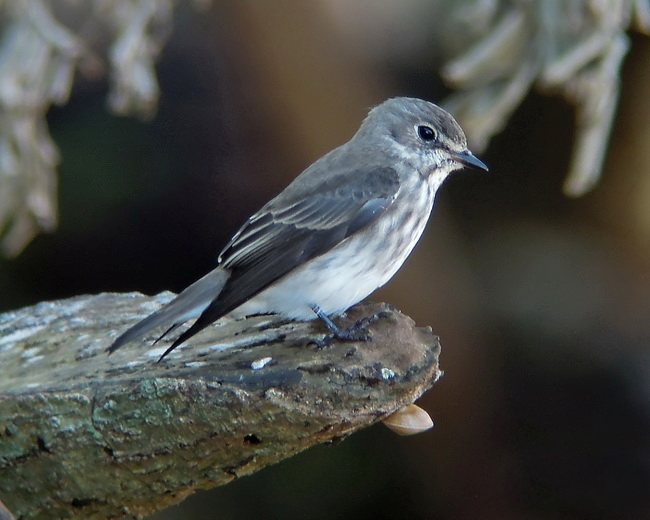 grey-streaked flycatcher