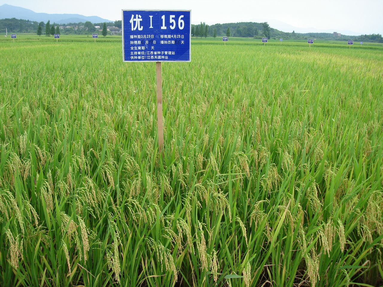  p>优i156,籼型三系杂交水稻, a target="_blank" href="/item/江西