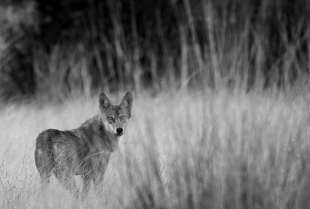  p>伊朗狼(学名: i>canis lupus pallipes /i>)是灰狼的亚种之一,该