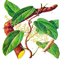  p>黄藤属(学名:daemonorops bl.