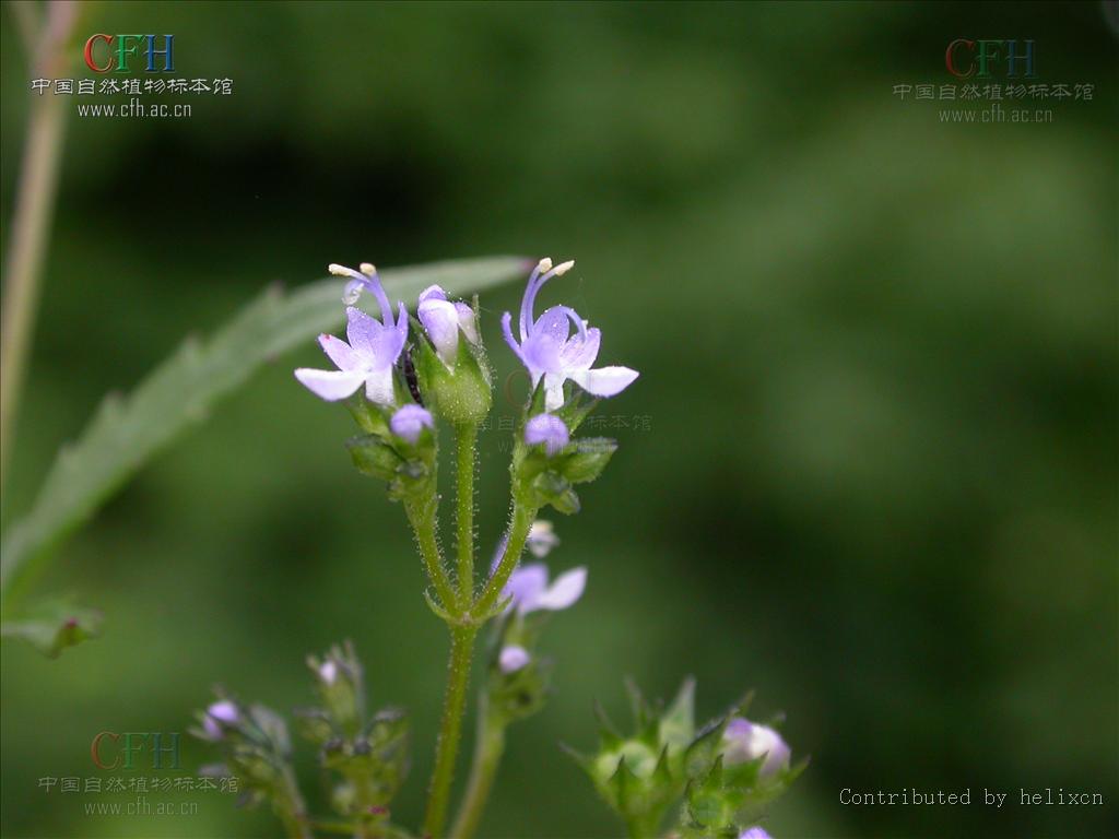  p>水棘针属(学名:amethystea linn.