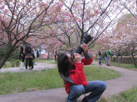 樱花