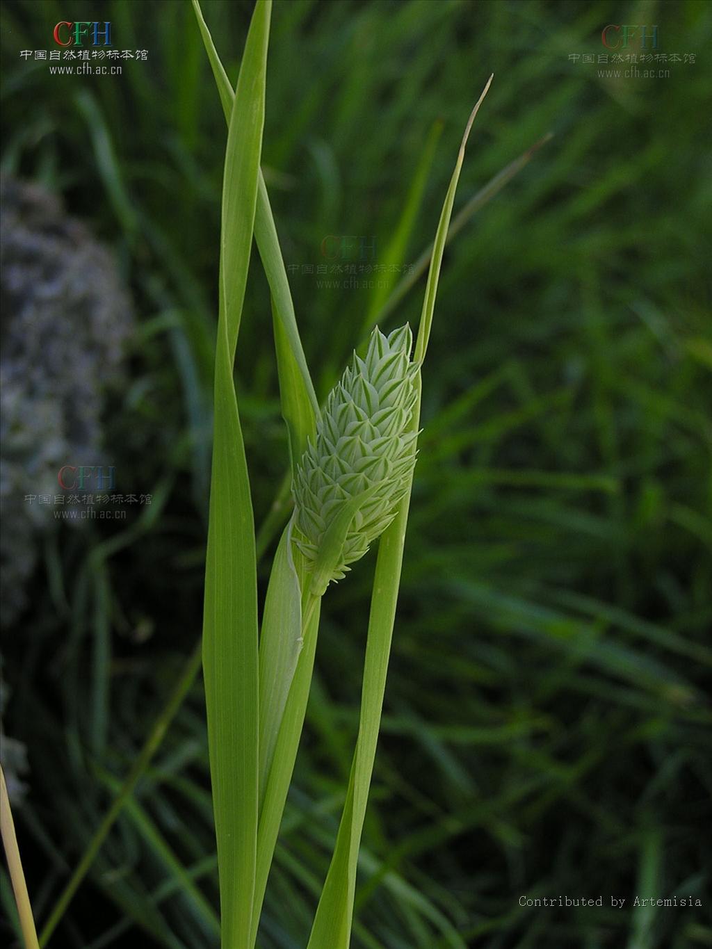 是禾本科虉草属植物. /p>