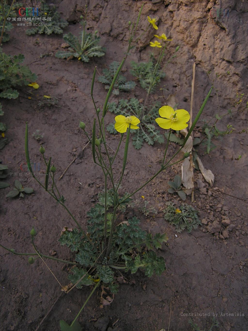  p>秃疮花属(学名:dicranostigma hook. f. et thoms.