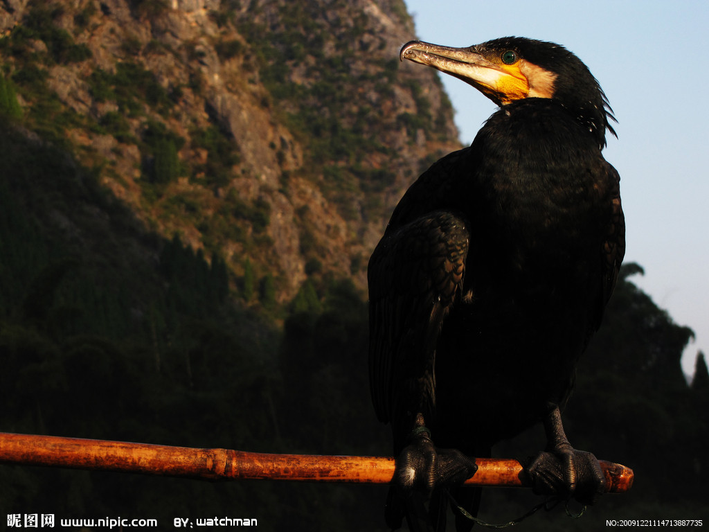  p>黑颈鸬鹚(学名: i>phalacrocorax niger /i>),中型水鸟,体长50~51