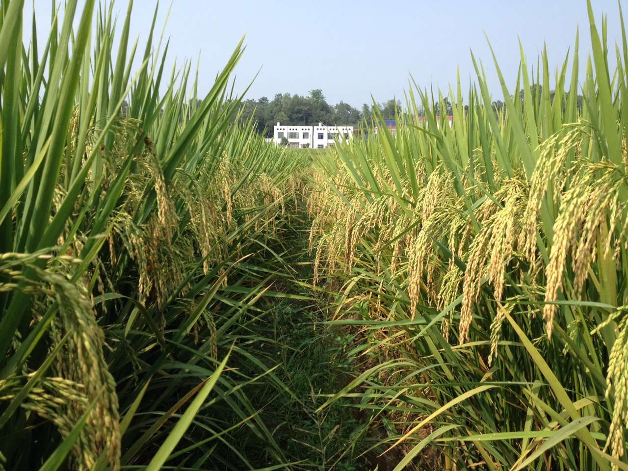 广东省农业科学院水稻研究所,湖南隆平高科种业科学研究院有限公司