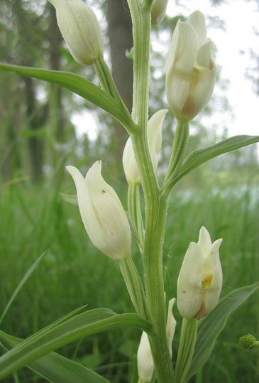  p>大花头蕊兰(学名: i>cephalanthera damasonium /i>  (miller)