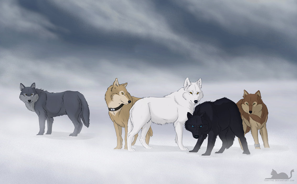 seo狼雨 全网资源