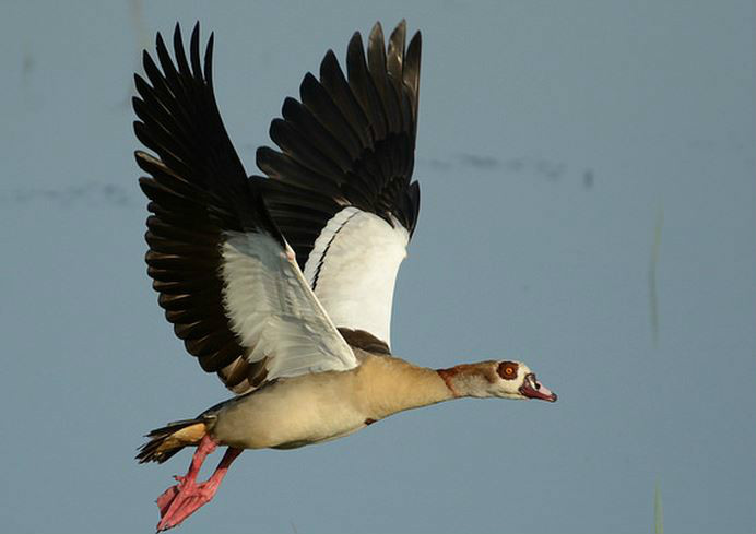 alopochen aegyptiaca