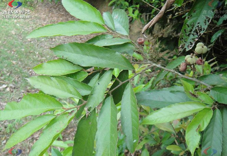  p>白茶树属(学名:koilodepas hassk.