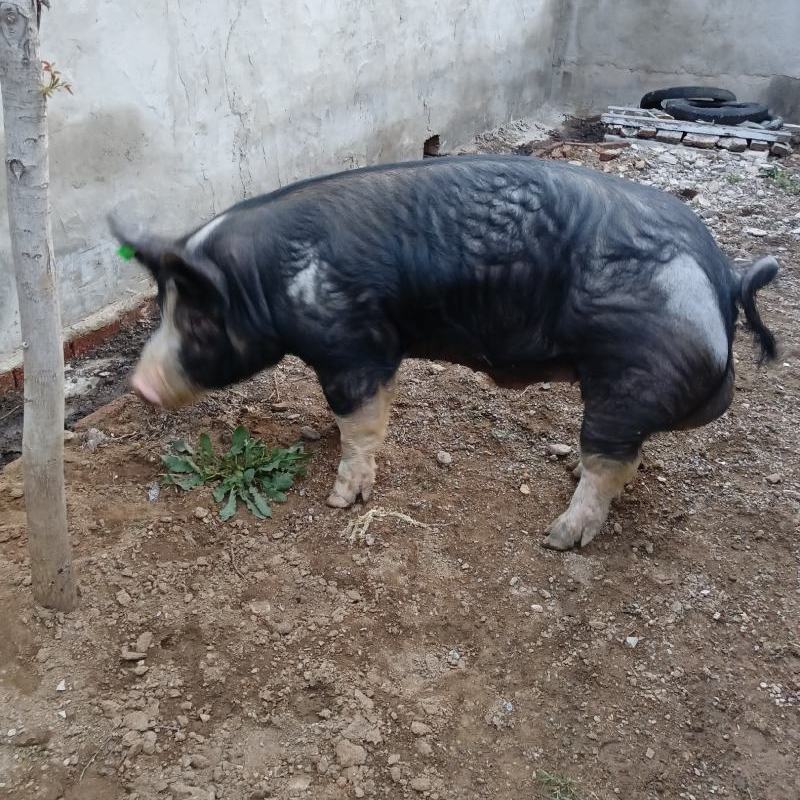 巴克夏猪_百度百科