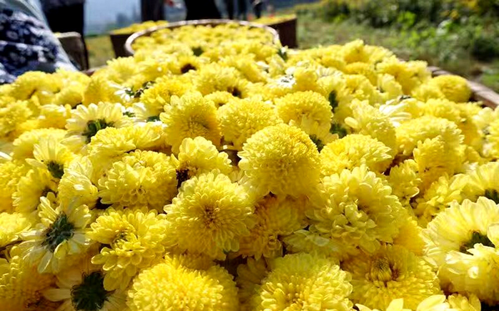 菊满堂皇菊,又名九仙黄菊,该皇菊花盘大,一朵一杯,冲泡后形如绣球