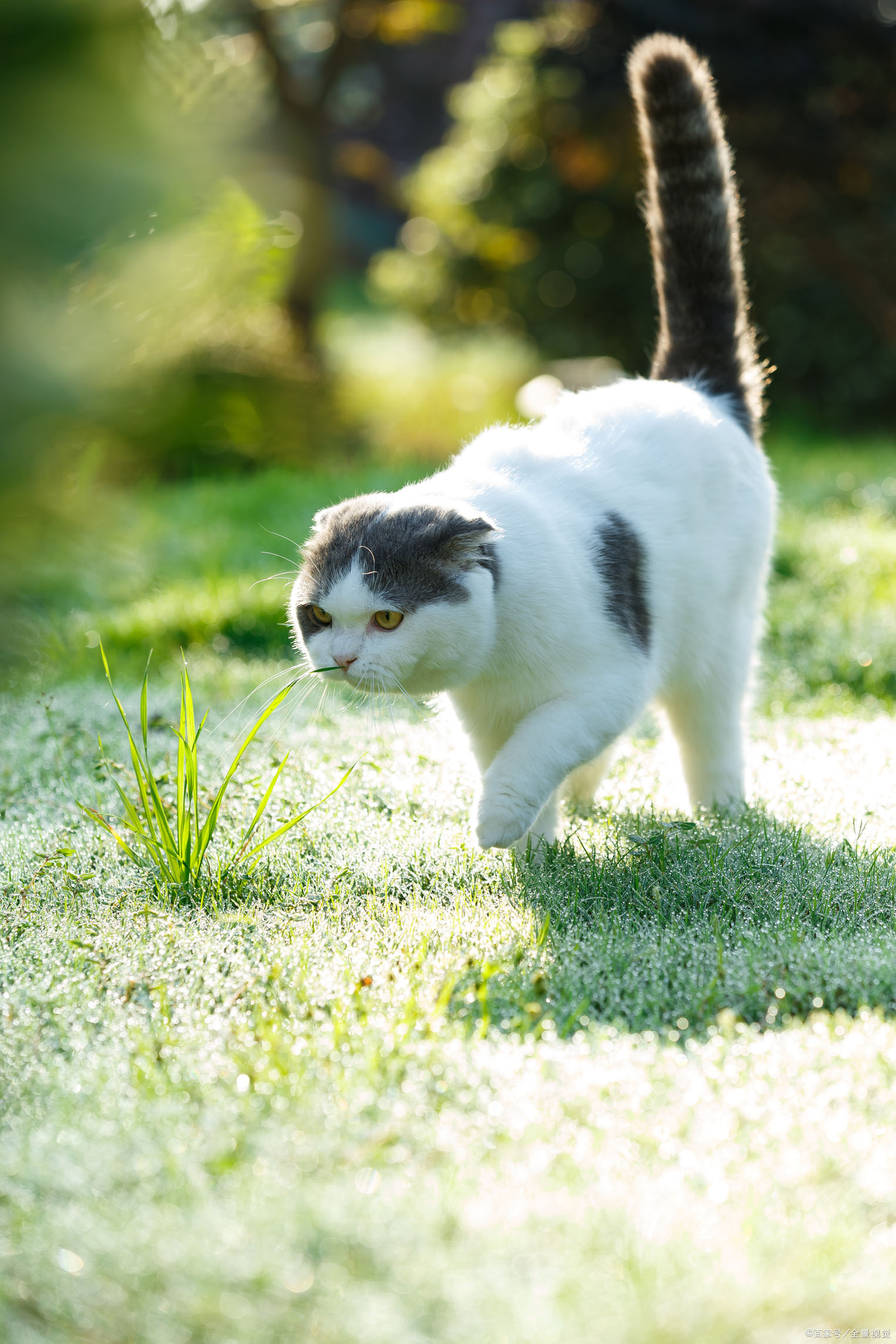 猫的九故事_百科TA说