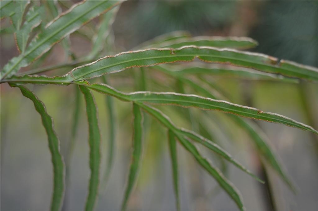  p>狭叶凤尾蕨(学名: i>pteris henryi /i> christ)是凤尾蕨科,凤尾蕨