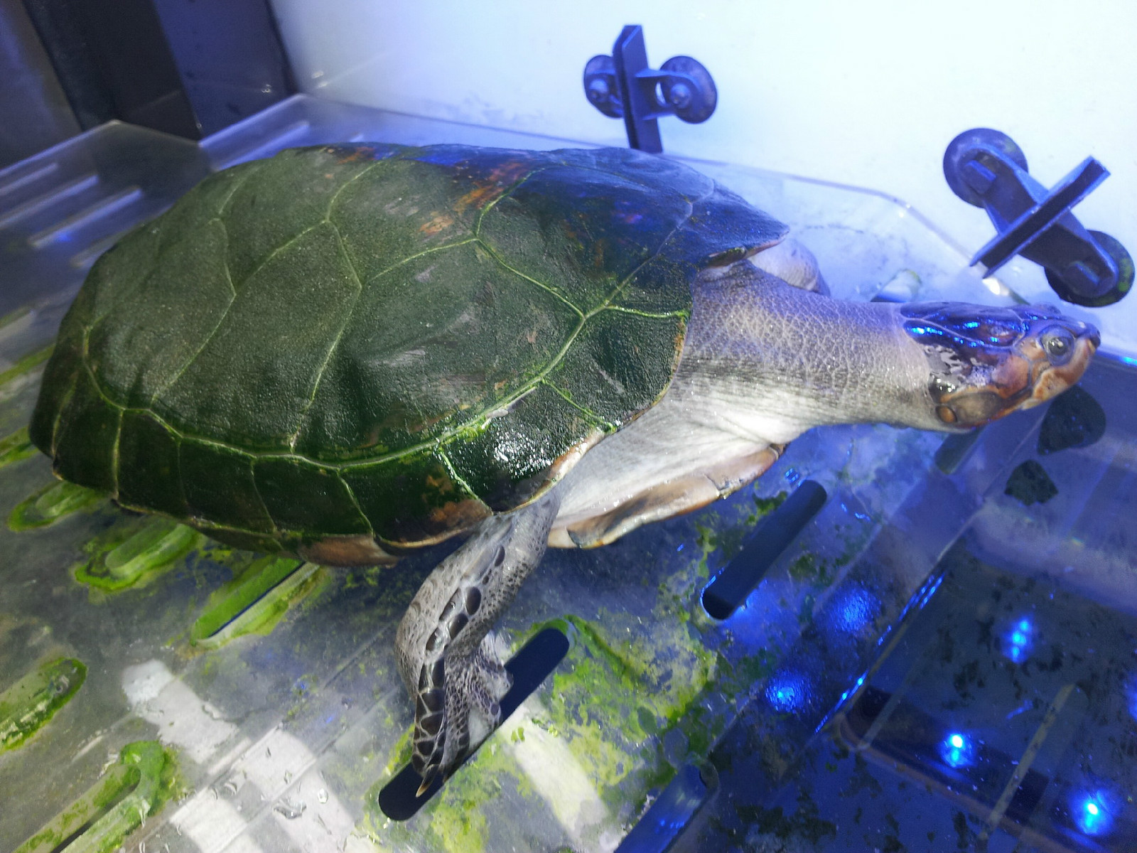  p>黄头侧颈龟(学名: i>podocnemis unifilis /i>)是侧颈龟科,南美侧