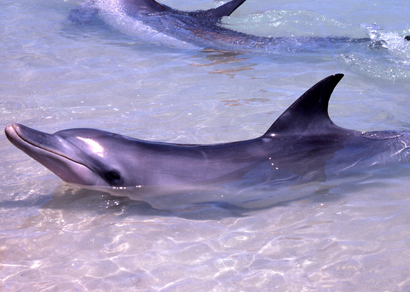 南宽吻海豚