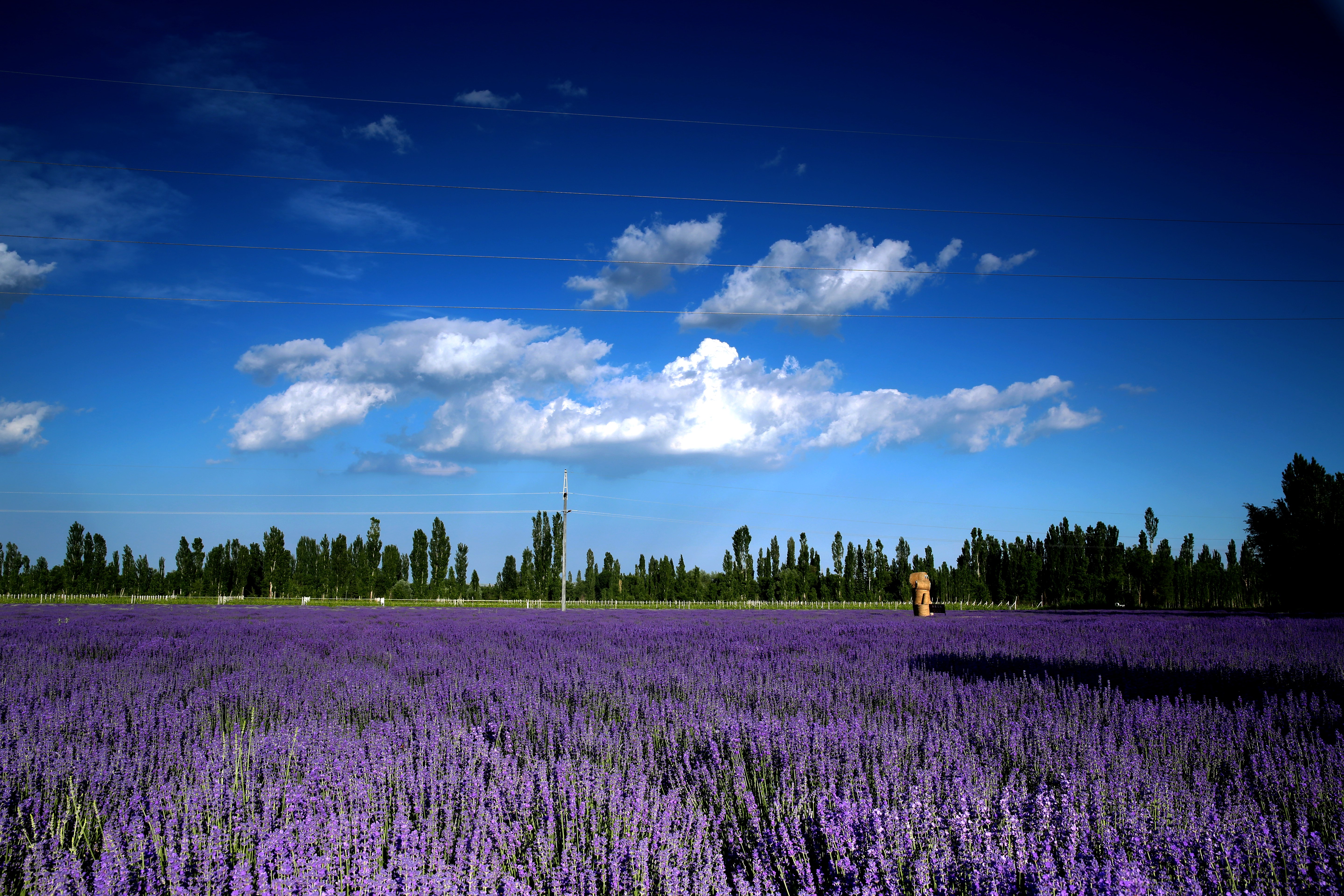  p>霍城县,隶属于 a href="#" data-lemmaid="132263">新疆 /a> a