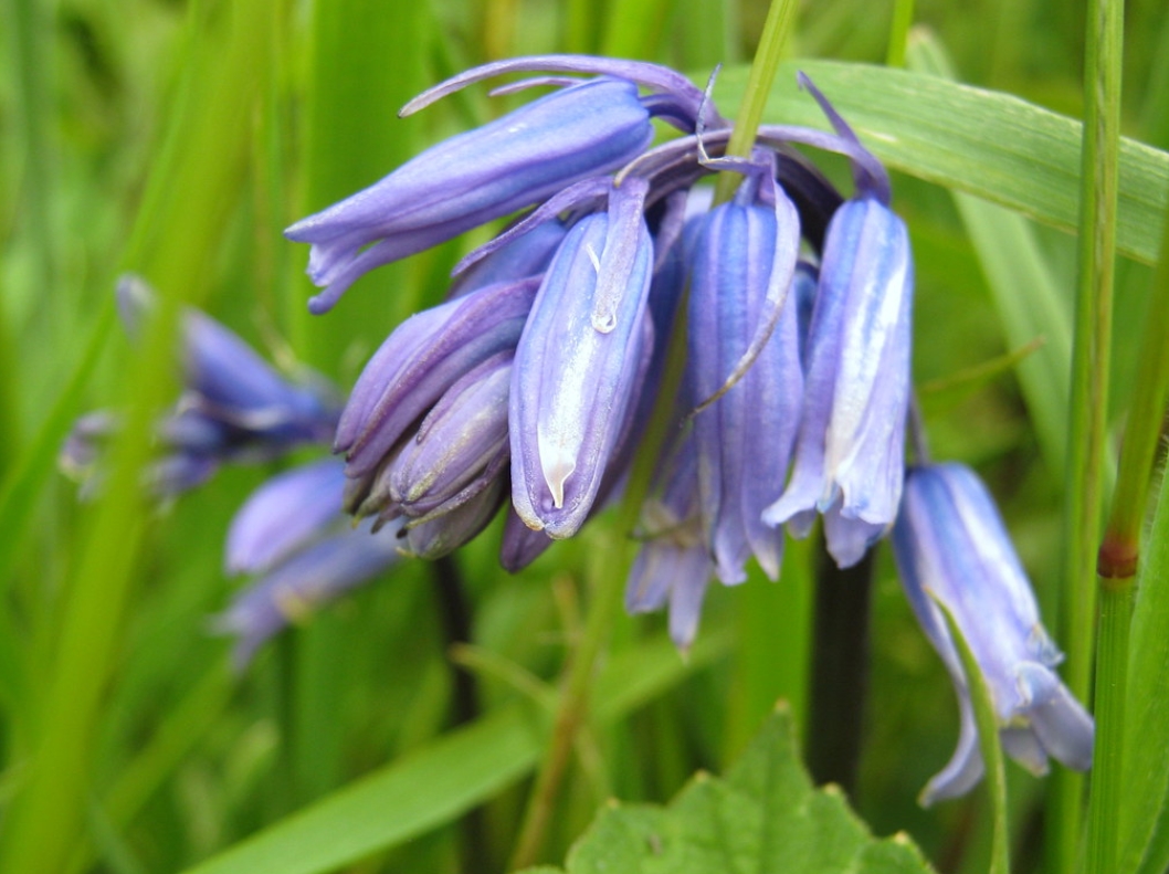  p>蓝铃花(学名: i>hyacinthoides non-scripta /i> (l.