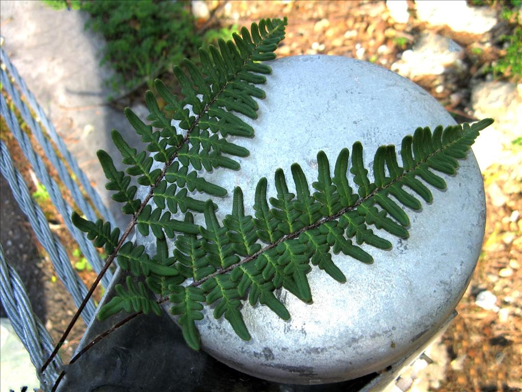 裸蕨属旱生中形 a href="#" data-lemmaid="7638032">蕨类 /a>植物