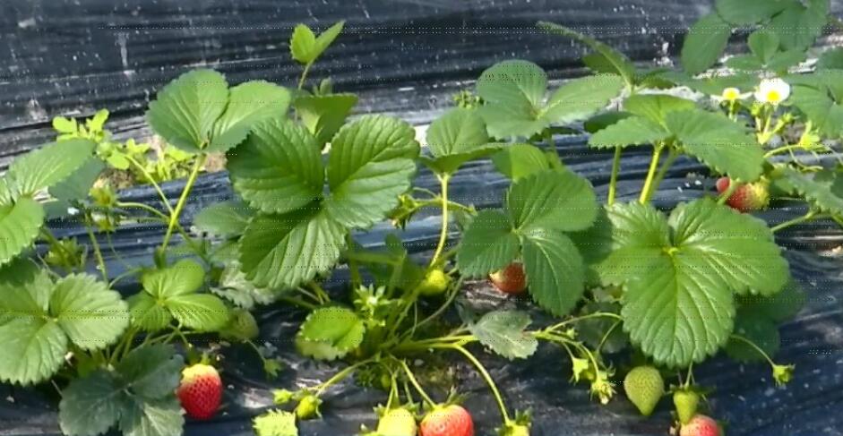  p data-id="gnwhz7impj">红颜草莓苗(学名: i>fragaria × ananassa