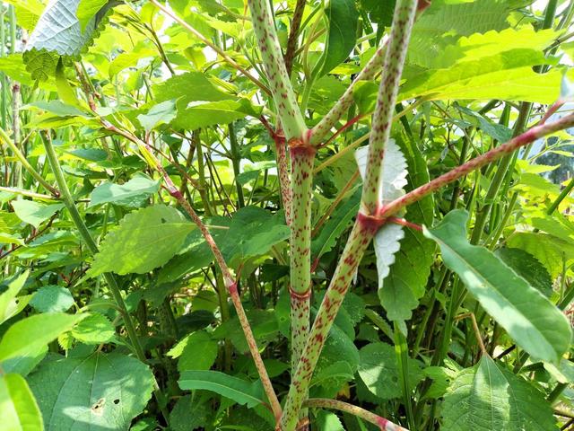  p data-id="gncni1ysdq">虎杖( i>reynoutria japonica /i> houtt.