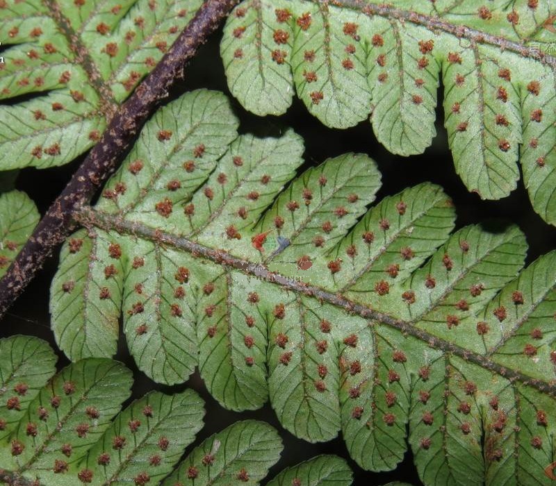  p>小黑桫椤(学名: i>alsophila metteniana /i> hance)是桫椤科,桫椤