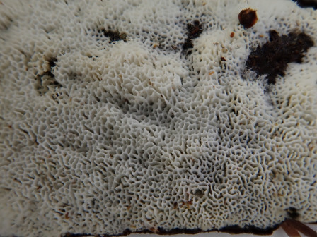 亮白糙孢孔菌_百度百科