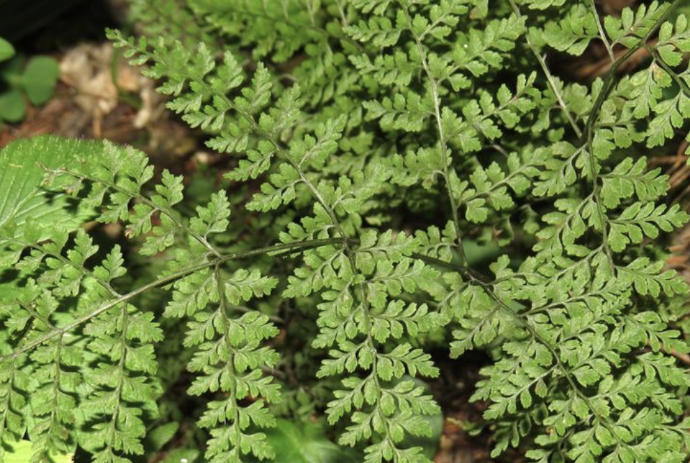  p>欧洲冷蕨(学名: i>cystopteris sudetica /i> a. br.