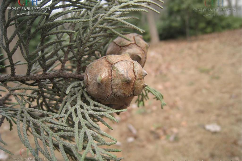  p>地中海柏木(学名: i>cupressus sempervirens /i> l.