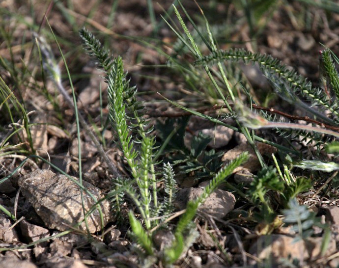  p>多叶棘豆(学名: i>oxytropis myriophylla /i>  (pall.) dc.