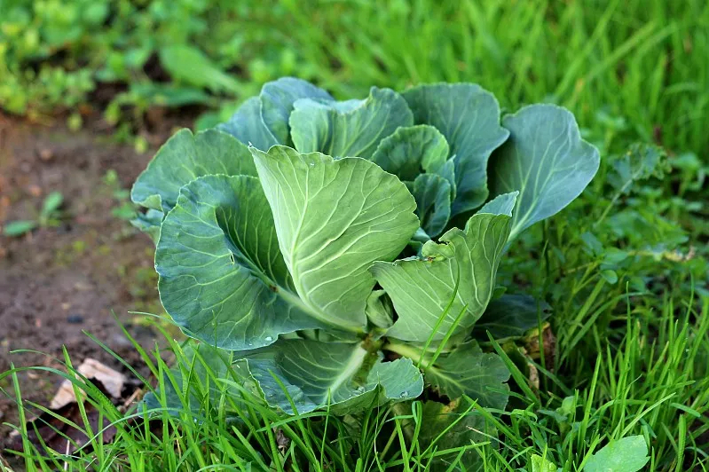  p>结球甘蓝(brassica oleracea l.var.capitata l.