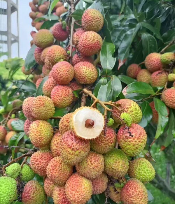 妃子笑（无患子科荔枝属植物）_百度百科