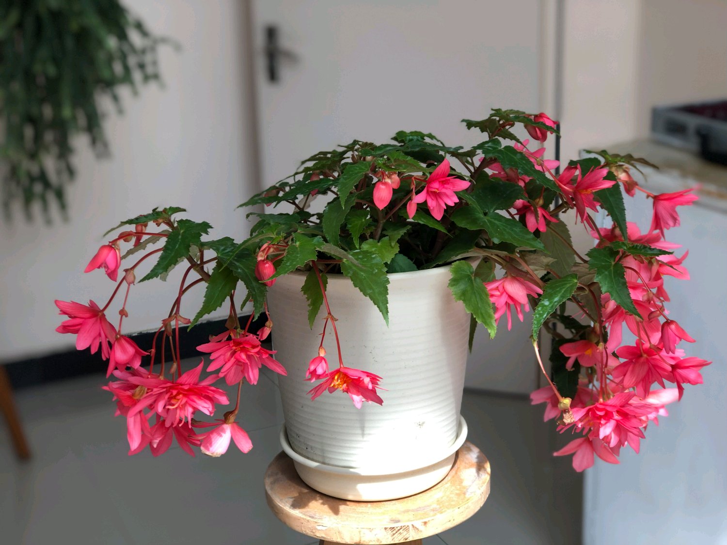 世界名花 球根海棠 观赏价值高 花期超半年 室内也能养好 百科ta说