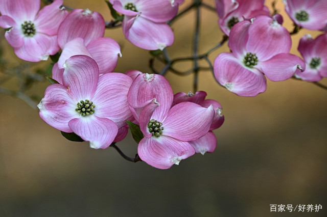 陕西的多花梾(lai)木的四季，太美了！_百科TA说