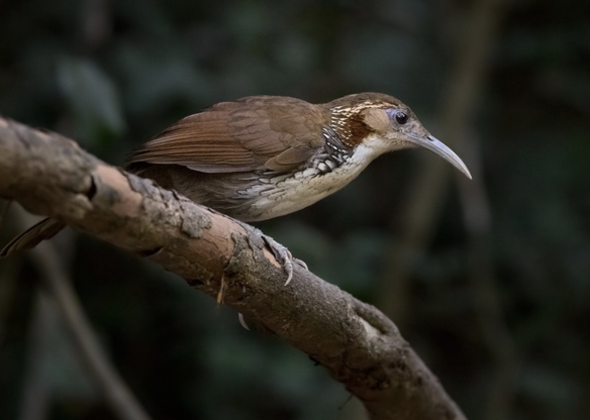  i>pomatorhinus hypoleucos /i>)是画眉科,钩嘴鹛属中型鸟类,体长24