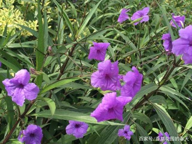 朝开暮谢的兰花草 预防好根腐病的发生 从春到秋都有新花朵绽放 百科ta说