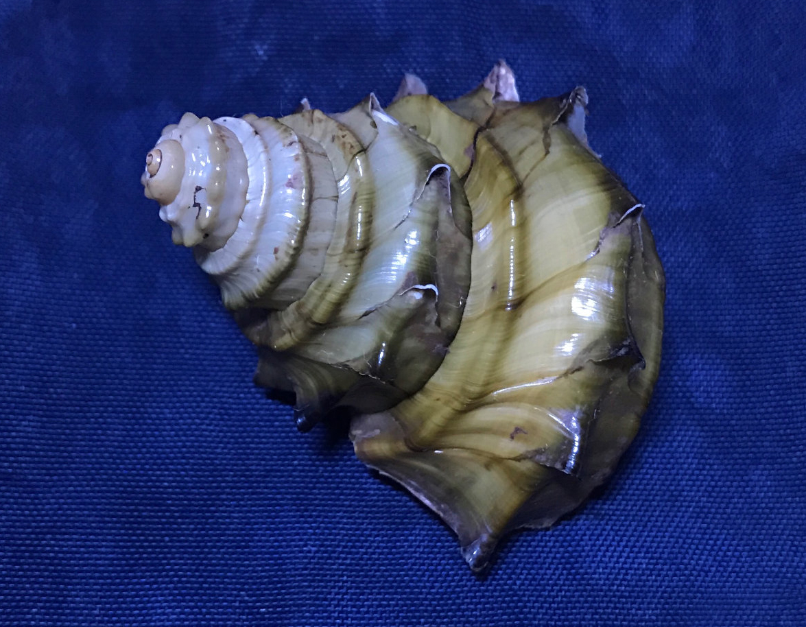  p>螺蛳(学名: i>margarya melanioides /i>):为田螺科,螺蛳属动物.