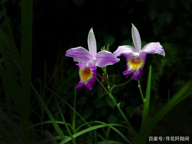竹叶兰，一种长的像杂草，但在开花一瞬间便能惊艳到你的美丽花儿_百科TA说
