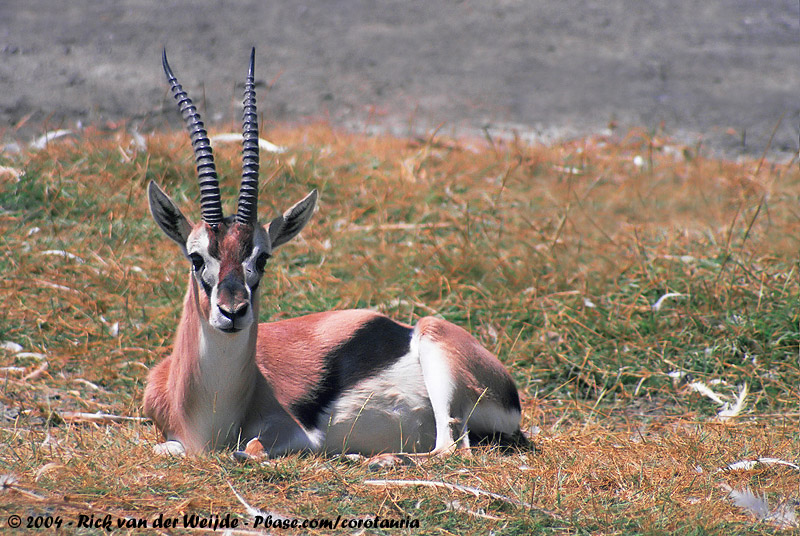  p>赤额瞪羚(学名: i>eudorcas rufifrons /i>):是偶蹄目,牛科,瞪羚属
