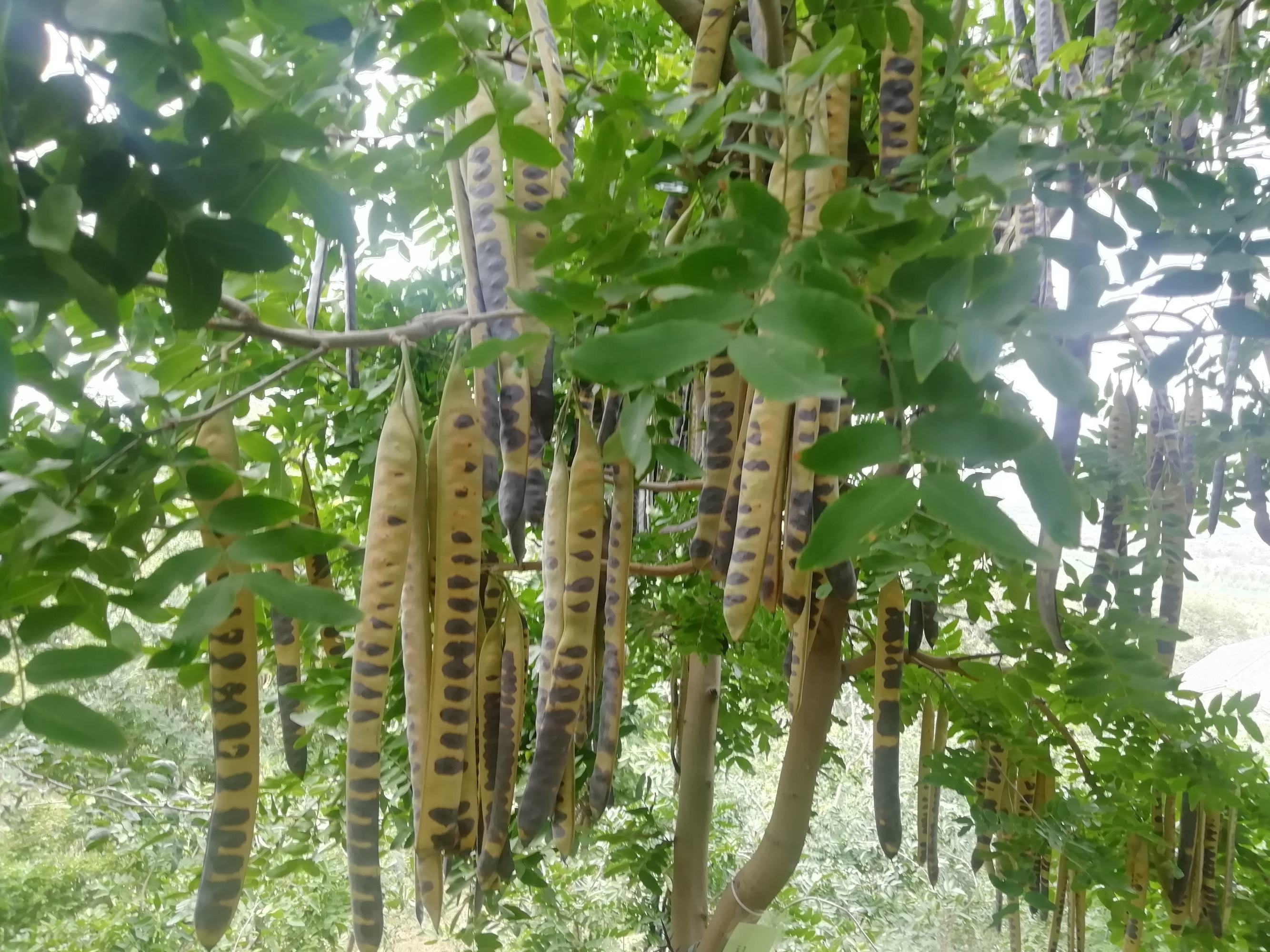 vidal)是豆科皂荚属植物,属於小而且狭隘分布之族群,为台湾特有. /p>