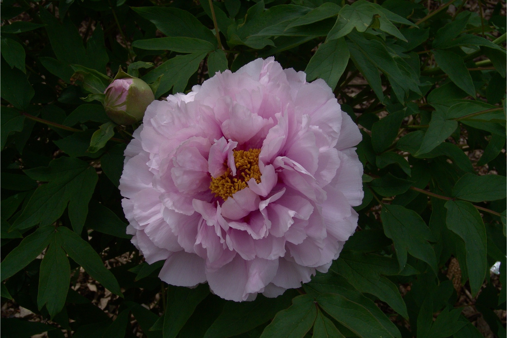 彩云牡丹种源lp-1