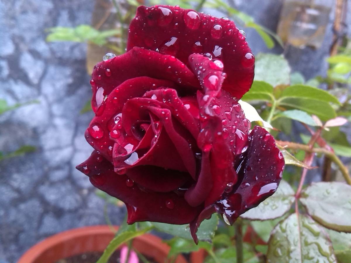 月季黑魔术群体