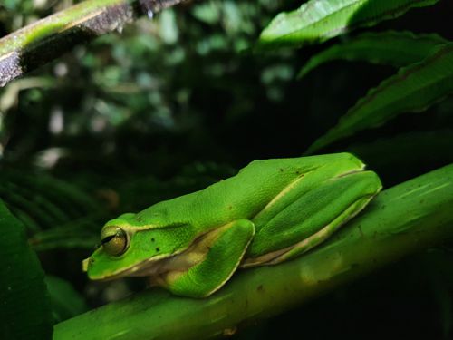 翡翠树蛙