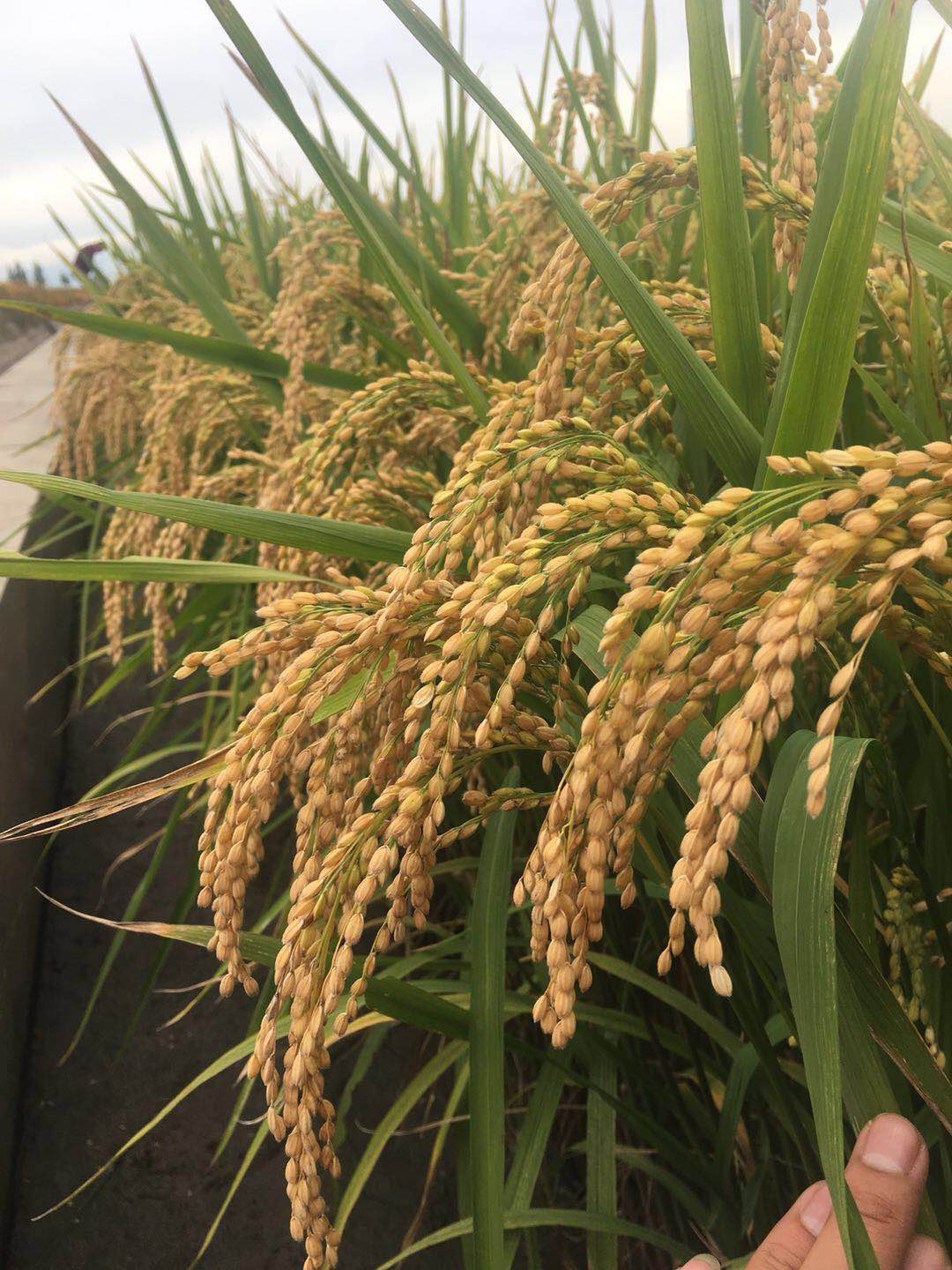  p>沈稻505是沈阳农业大学农学院培育的水稻品种. /p> p>  /p>