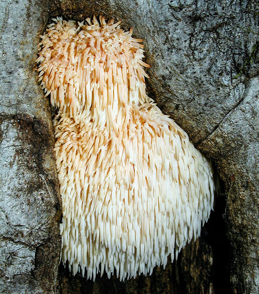 pers.)是齿菌科,猴头菇属真菌.