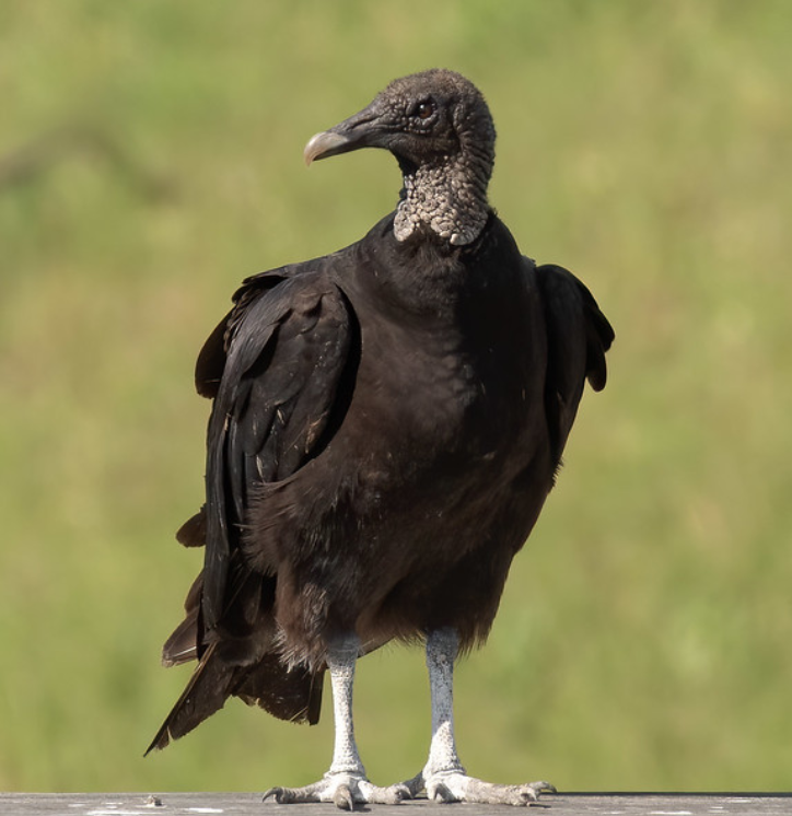 american black vulture