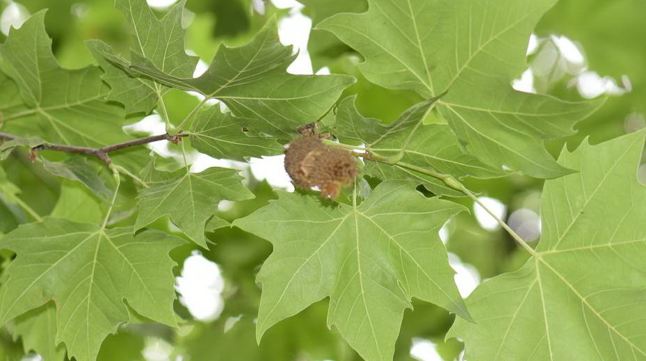  p>二球悬铃木(学名: i>platanus acerifolia /i> (aiton) willdenow)