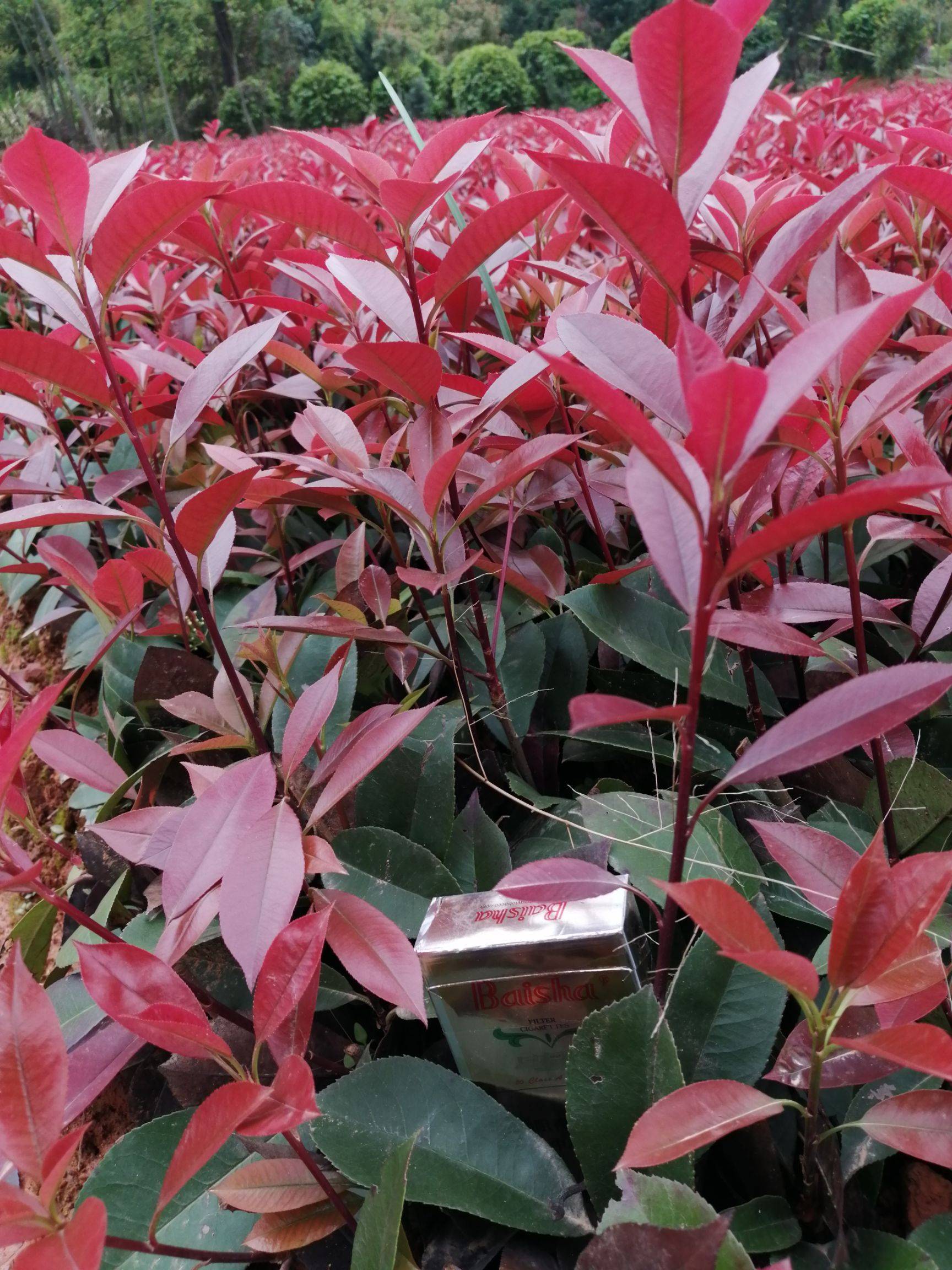  p data-id="gntojxuxoa">红叶石楠 (学名: i>photinia × fraseri /i